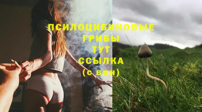 Псилоцибиновые грибы Psilocybine cubensis Обнинск